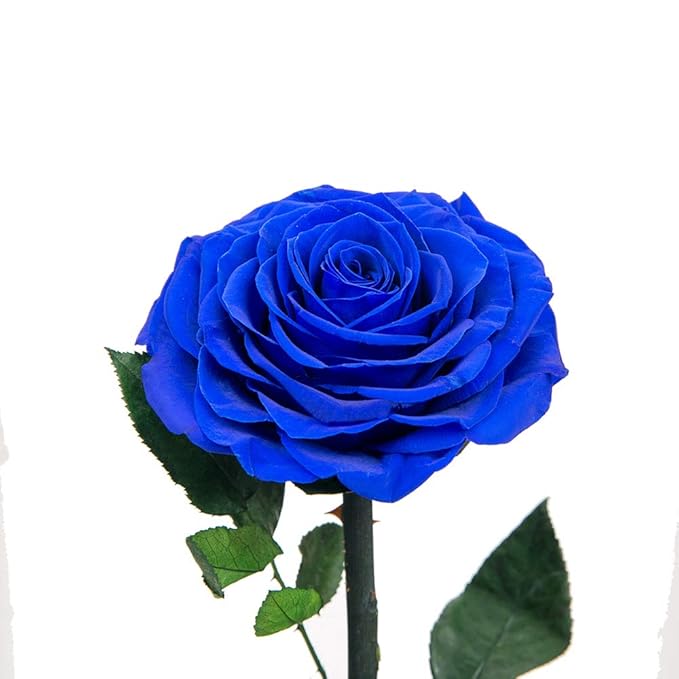 Premium Preserved Roses Royal Blue Roses in Glass Dome